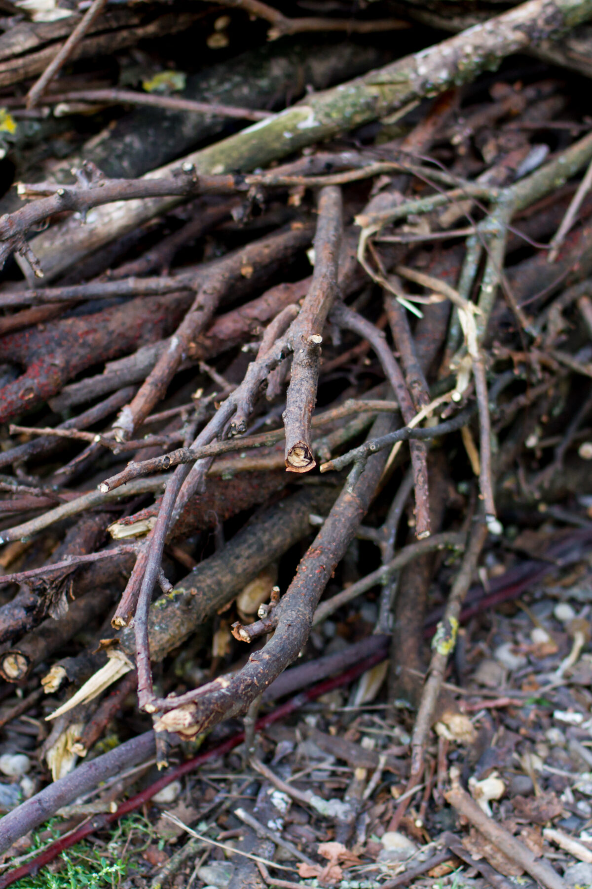 Champion Chipper Shredders: Power Your Yard Cleanup - Champion Power ...